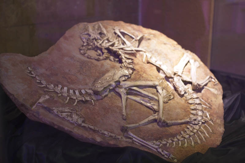 mongolia gobi desert dinosuar fossils 